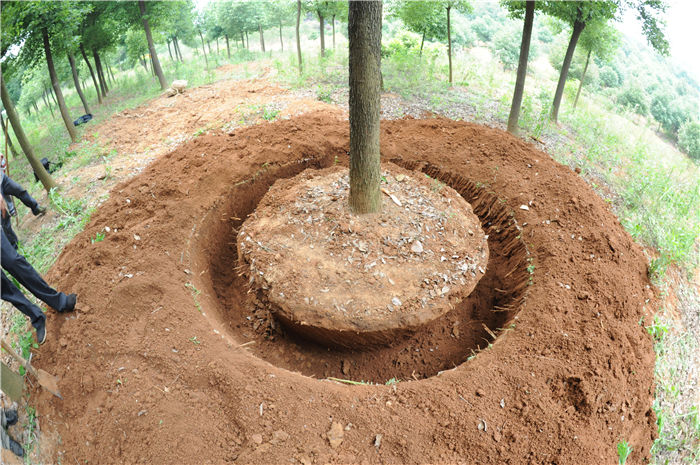 挖树机挖好后的土球形状